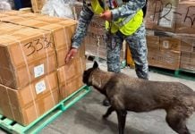 Decomisan 60 mil cajetillas de cigarrillos ocultas en cargamento proveniente de Bangkok en el Aeropuerto Internacional Felipe Ángeles