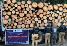 Aseguran cargamento de madera y detienen al conductor