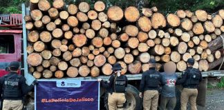 Aseguran cargamento de madera y detienen al conductor