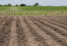 Más de 200 mil hectáreas quedaron sin cultivo este año