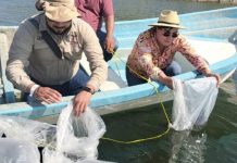 Refuerzan pesca con siembra de tilapia