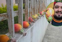 Maestro regala en su barda Mangos fríos con chile