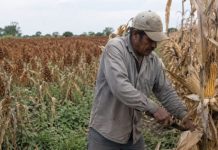Productores optan por maíz para dejar atrás el sorgo