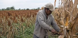 Productores optan por maíz para dejar atrás el sorgo