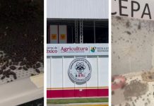 Planta contra el gusano barrenador en Metapa, Chiapas, dará sus primeros resultados este mes