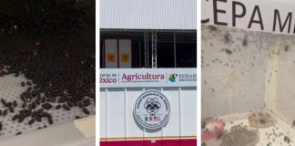 Planta contra el gusano barrenador en Metapa, Chiapas, dará sus primeros resultados este mes