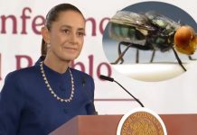 Iniciará en Tamaulipas: liberación de la mosca estéril para combatir el gusano barrenador