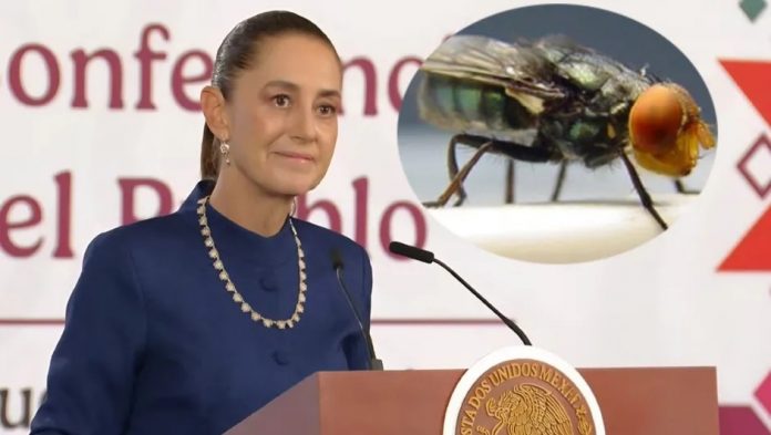Iniciará en Tamaulipas: liberación de la mosca estéril para combatir el gusano barrenador