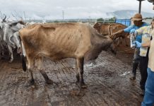 Desde Tamaulipas se lanzará ofensiva nacional contra el gusano barrenador