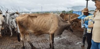 Desde Tamaulipas se lanzará ofensiva nacional contra el gusano barrenador