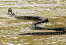 Más de 900 serpientes escapan durante inundaciones en China