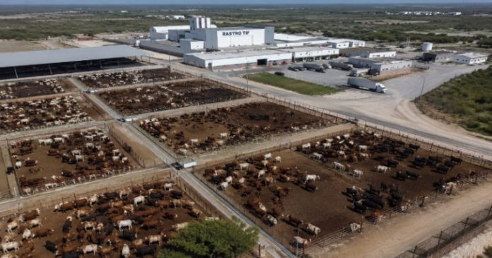 Impulsan nueva era para la ganadería tamaulipeca