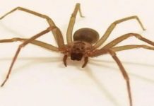 Aumentan alertas por araña violinista en Ciudad Victoria