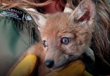 Profepa atiende a cría de coyote hallado en domicilio de Tlaxcala