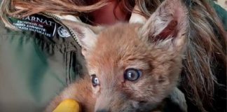 Profepa atiende a cría de coyote hallado en domicilio de Tlaxcala