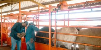 Cierre de la frontera con EEUU presiona al sector ganadero, carne registra baja de precios