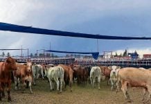 Carne se abarata por cierre de fronteras: IP