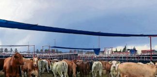 Carne se abarata por cierre de fronteras: IP