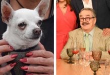 “Ley Pedro Sola”: proponen sancionar con cárcel la apología al maltrato animal en CDMX