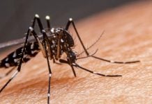 Dengue, bajo control; Salud reporta 38 casos