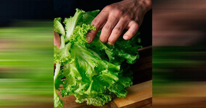 y lechuga