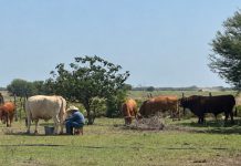 Leche en polvo de EEUU golpea a productores de Tamaulipas