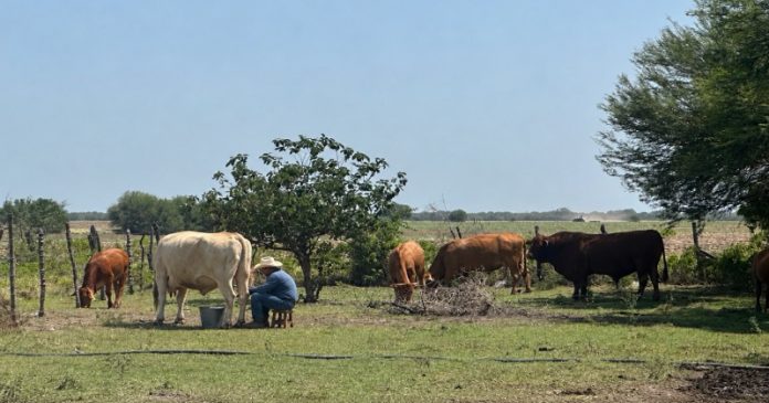 Y LECHE EN POLVO