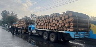 Decomisan tres camiones cargados con madera ilegal en Michoacán