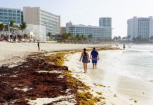 Sargazo provoca mortandad masiva de peces en Quintana Roo