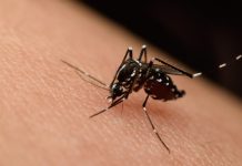 Confirman presencia del virus del Nilo Occidental en muestra de mosquitos en Laredo