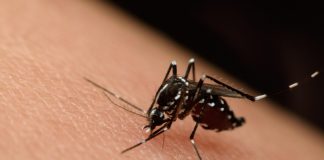 Confirman presencia del virus del Nilo Occidental en muestra de mosquitos en Laredo