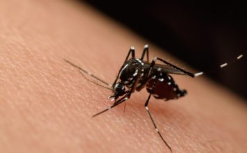 Confirman presencia del virus del Nilo Occidental en muestra de mosquitos en Laredo