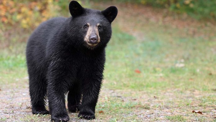 Black Bear Cub