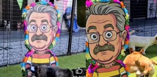 Perritos orinan piñata con la imagen de Pedro Sola y se viralizan
