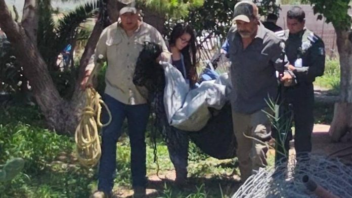 oso-negro-rescatado-arbol-saltillo-coahuila-085840