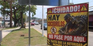 Alertan por presencia de cocodrilos en parque de Villahermosa, Tabasco