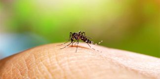 Registra Tamaulipas 21 casos de dengue