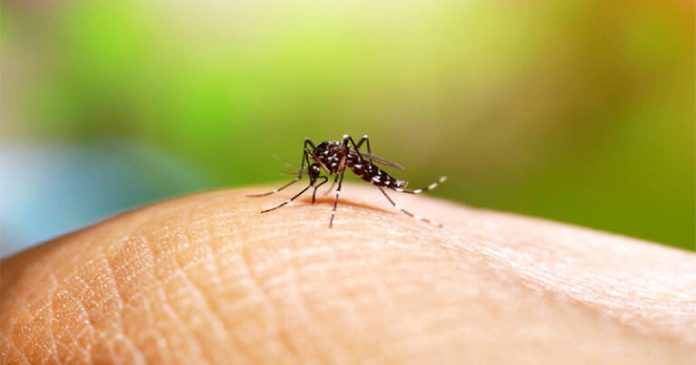Registra Tamaulipas 21 casos de dengue