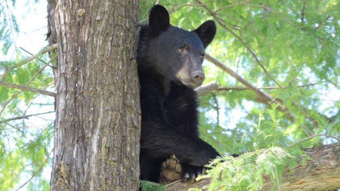 oso-negro-cabana-arteaga-coahuila-085616