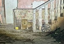 Rescatan a león africano abandonado en una vivienda de Matamoros