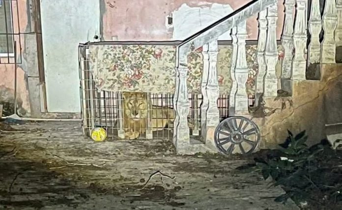 Y LEÓN
