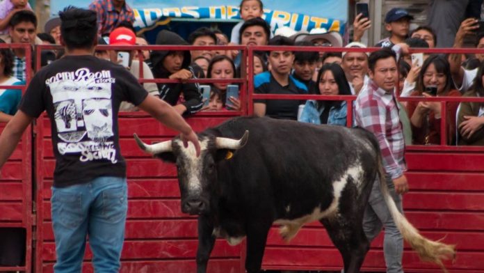 Video: joven resulta corneado por un toro durante la Nopalucada en Tlaxcala