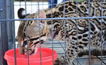 Va PT por prohibición absoluta de posesión de fauna silvestre como mascotas