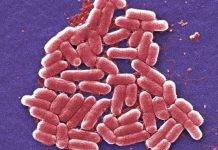Alertan por brote de infecciones por ecoli en EEUU