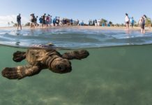 Usuarios de redes exigen investigación por presunto maltrato a crías de tortugas en Playa del Carmen