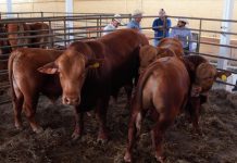 Dirección de Desarrollo Rural apoya a ganaderos de Nuevo Laredo ante la reapertura de la exportación de ganado