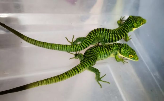 Y DRAGONES MEXICANOS