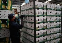 Estados Unidos suspende importaciones de aguacate desde Michoacán