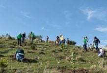 Harán campaña de reforestación con apoyo de drones