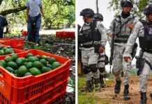 Refuerzan zonas aguacateras con más de mil 500 elementos de la GN y el Ejercito Mexicano en Michoacán